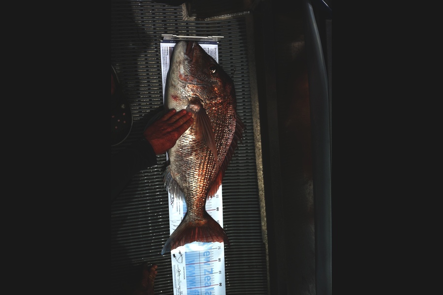 Tony Wiles caught this 71.0cm Snapper at Doubtless Bay during The Export NZ Fishing Competition